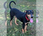 Small #20 Miniature Pinscher Mix