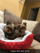 Small Photo #4 Shorkie Tzu Puppy For Sale in MONTGOMERY, AL, USA