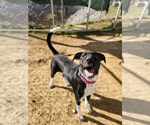 Beagle-Unknown Mix Dogs for adoption in Evansville, IN, USA