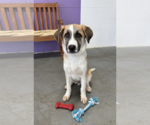 Small Anatolian Shepherd Mix