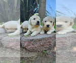 Small Photo #2 Golden Retriever Puppy For Sale in ELVERTA, CA, USA