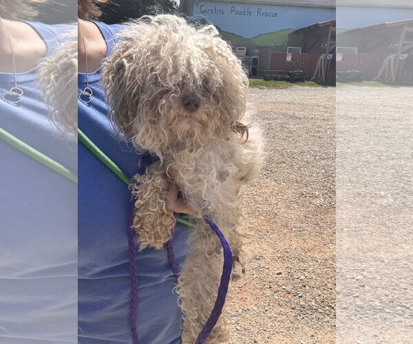 Medium Photo #5 Poodle (Toy)-Unknown Mix Puppy For Sale in Pacolet, SC, USA