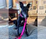 Maisie - Female Whippet Dog for Adoption - Small photo
