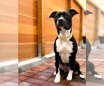 Small #9 American Pit Bull Terrier-Labrador Retriever Mix
