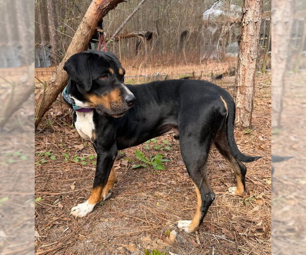 Medium Photo #5 Rottweiler-Unknown Mix Puppy For Sale in Newfoundland, PA, USA