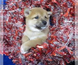 Shiba Inu Puppy for sale in NORWOOD, MO, USA