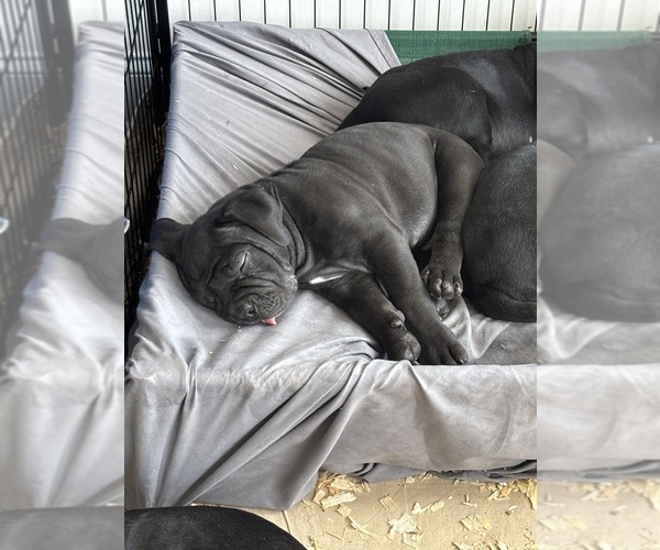 Medium Photo #4 Boerboel Puppy For Sale in LOGANVILLE, GA, USA