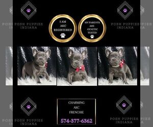 French Bulldog Puppy for sale in WARSAW, IN, USA