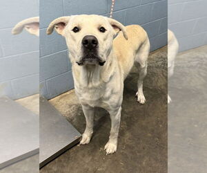 Labrenees Dogs for adoption in Evansville, IN, USA