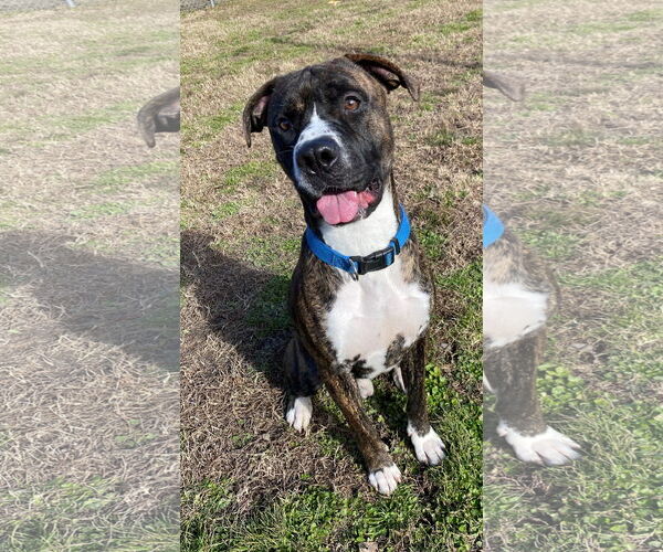Medium Photo #8 American Pit Bull Terrier Puppy For Sale in Virginia Beach, VA, USA