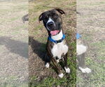 Small #7 American Pit Bull Terrier