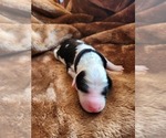 Small #6 Sheepadoodle