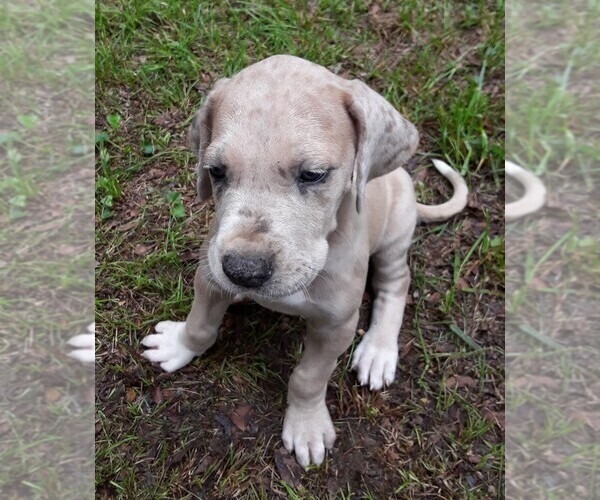 Medium Photo #5 Great Dane Puppy For Sale in HULBERT, OK, USA