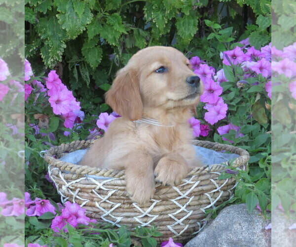 Medium Photo #39 Golden Retriever Puppy For Sale in THORP, WI, USA