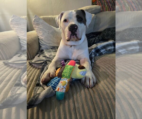 Medium Photo #3  Puppy For Sale in , 