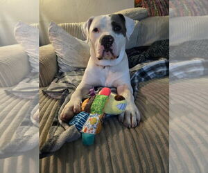American Pit Bull Terrier-Unknown Mix Dogs for adoption in Kewanee, IL, USA
