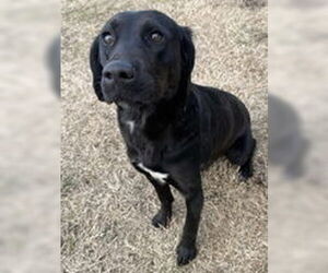 Labrador Retriever Dogs for adoption in Evansville, IN, USA