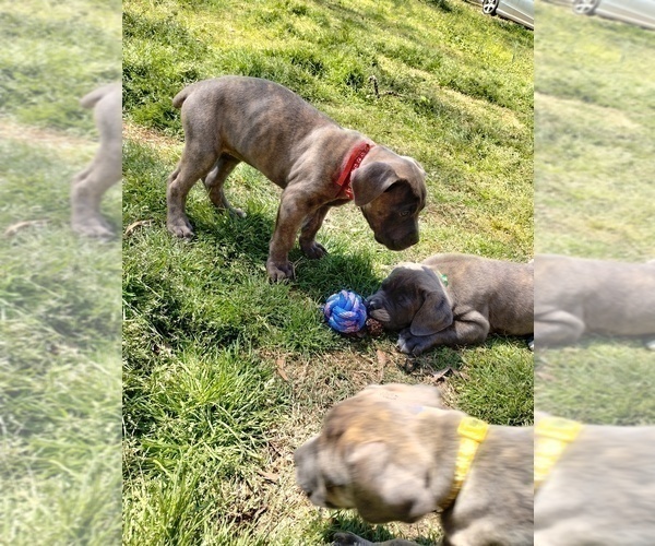 Full screen Photo #2 Cane Corso Puppy For Sale in DOUGLASVILLE, GA, USA