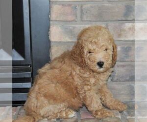 Goldendoodle-Poodle (Miniature) Mix Puppy for sale in STANLEY, WI, USA