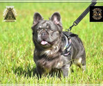 Small Photo #1 French Bulldog Puppy For Sale in GERMANTOWN, MD, USA