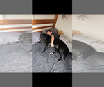 Small #14 Labrador Retriever