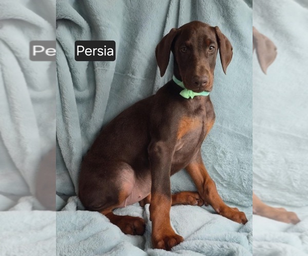Medium Photo #7 Doberman Pinscher Puppy For Sale in POMEROY, OH, USA