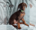 Small #6 Doberman Pinscher