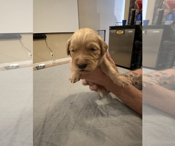 Medium Photo #1 Golden Retriever Puppy For Sale in PEORIA, AZ, USA