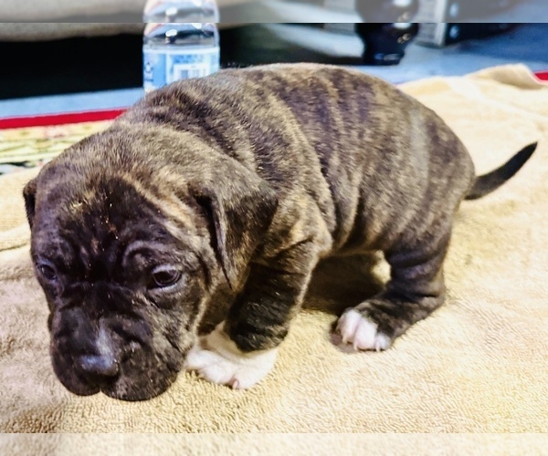 Medium Photo #13 American Bully Puppy For Sale in GROVE CITY, MN, USA