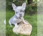 Small #2 French Bulldog