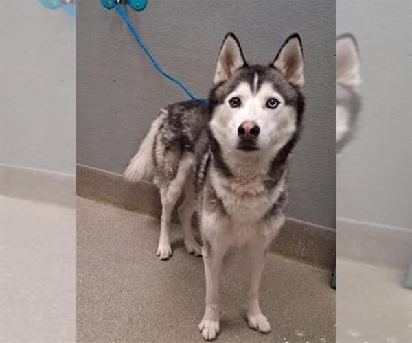 Medium Photo #1 Siberian Husky-Unknown Mix Puppy For Sale in Las Vegas, NV, USA