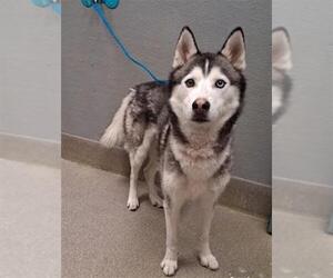 Siberian Husky-Unknown Mix Dogs for adoption in Las Vegas, NV, USA