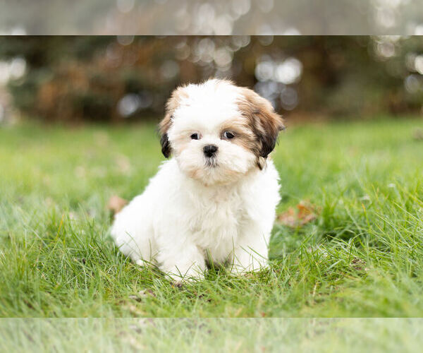 Medium Photo #1 Shih Tzu Puppy For Sale in WARSAW, IN, USA