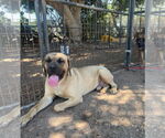 Small #3 Mastiff