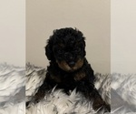 Small #1 Poodle (Miniature)