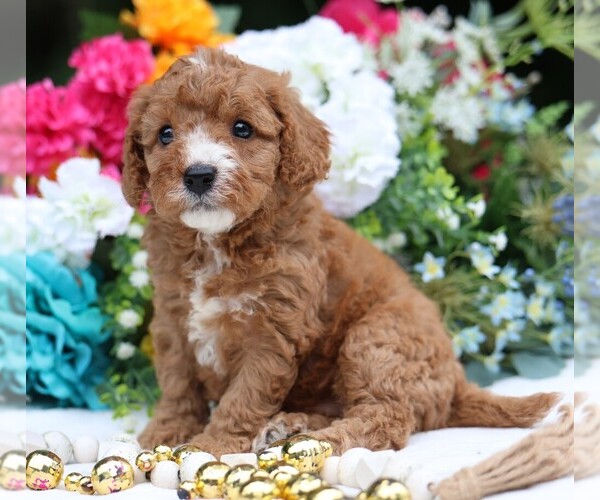 Medium Photo #3 Cavapoo Puppy For Sale in JONES, MI, USA