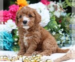 Small #2 Cavapoo