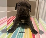 Puppy Puppy 9 Cane Corso