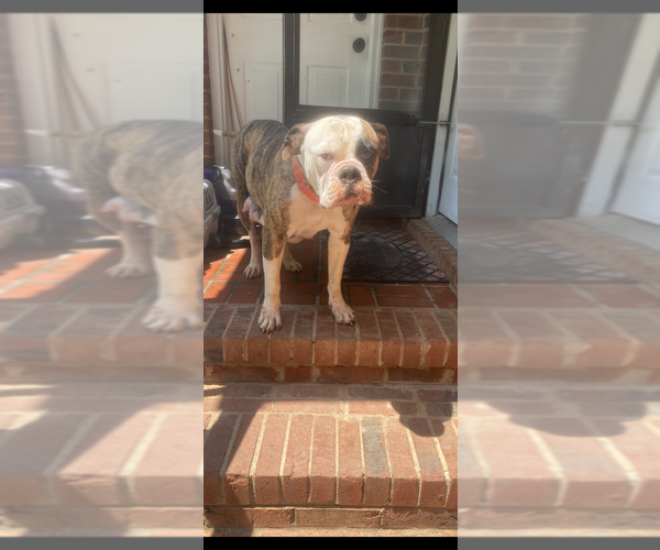 Medium Photo #1 American Bulldog Puppy For Sale in FORT MILL, SC, USA