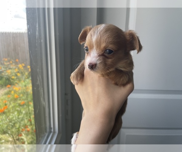 Medium Photo #5 Chihuahua Puppy For Sale in SAN ANTONIO, TX, USA