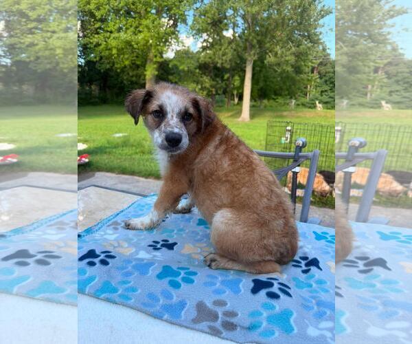 Medium Photo #3 Mutt Puppy For Sale in Coldwater, MI, USA