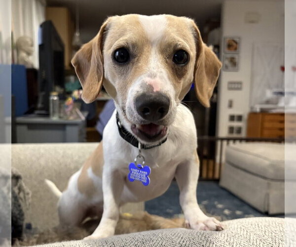 Medium Photo #5 Cheagle Puppy For Sale in Oak Bluffs, MA, USA