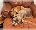 Small #10 Anatolian Shepherd-Boxer Mix