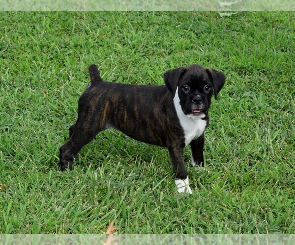 Medium Photo #18 Boxer Puppy For Sale in CHILHOWEE, MO, USA