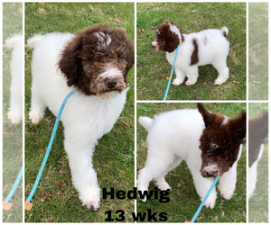Poodle (Standard) Puppy for sale in LAKEVILLE, IN, USA