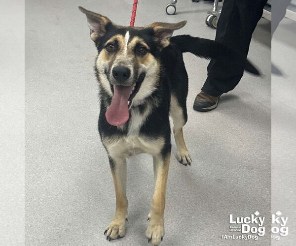 Medium Photo #2 Retriever -Unknown Mix Puppy For Sale in Washington, DC, USA