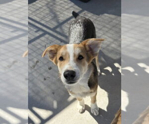 Gooseberry - Male Australian Retriever Dog for Adoption - Photo #2