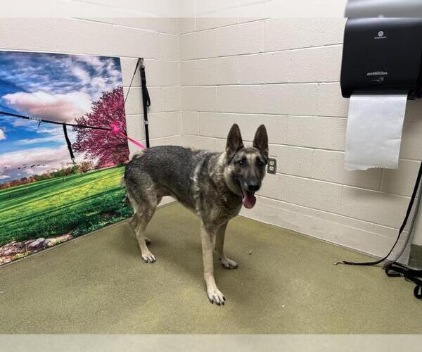 Medium Photo #1 German Shepherd Dog-Unknown Mix Puppy For Sale in Moreno Valley, CA, USA