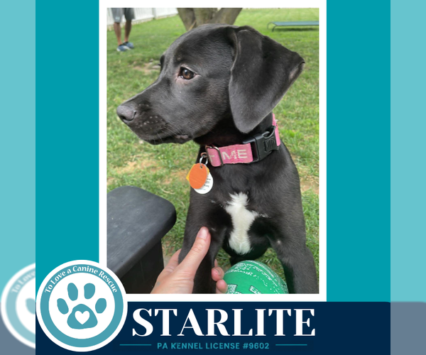 Medium Photo #3 Labrador Retriever-Unknown Mix Puppy For Sale in Kimberton, PA, USA