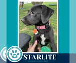 Small #2 Labrador Retriever Mix